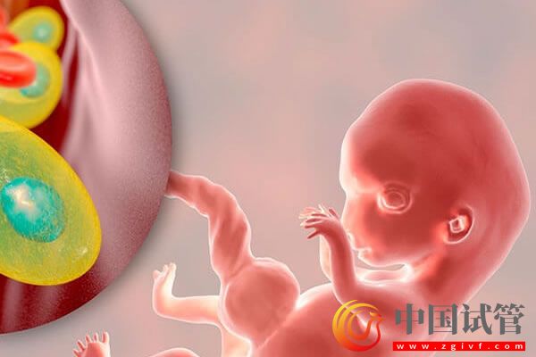 生化后再次备孕要注意,除血常规外这些项目也要检查!(图1) 生化后再次备孕要注意,除血常规外这些项目也要检查!(图1)