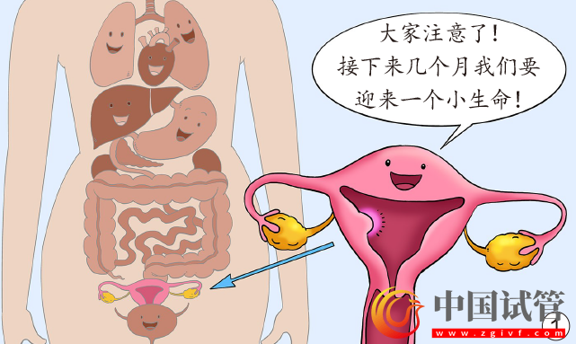 孕妈脏器会挪地儿(图1) 孕妈脏器会挪地儿(图1)