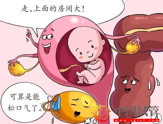 孕妈脏器会挪地儿(图4) 孕妈脏器会挪地儿(图4)