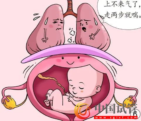 孕妈脏器会挪地儿(图6) 孕妈脏器会挪地儿(图6)