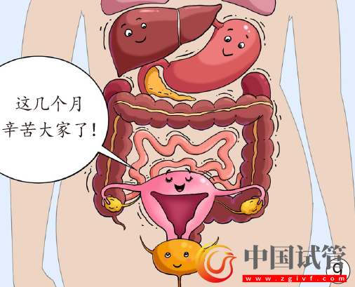 孕妈脏器会挪地儿(图9) 孕妈脏器会挪地儿(图9)