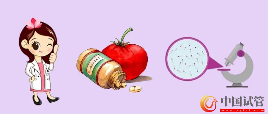 提高精子质量,吃番茄红素真的有用吗?(图1) 提高精子质量,吃番茄红素真的有用吗?(图1)