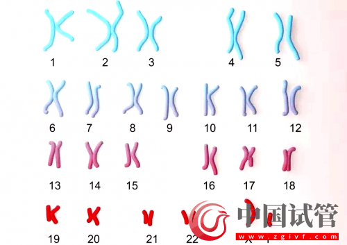 什么是PGT、PGS和PGD?(图8) 什么是PGT、PGS和PGD?(图8)