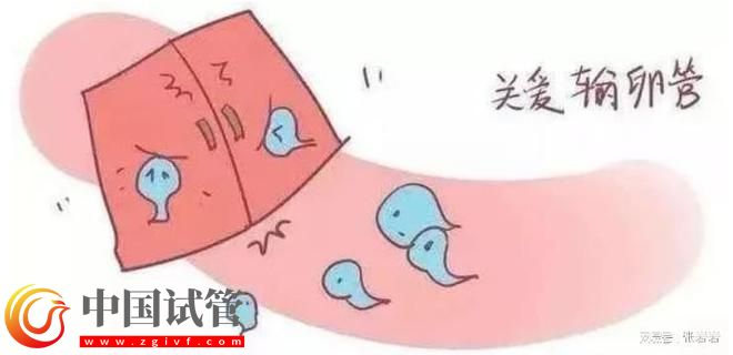 卵巢早衰卵泡不发育怎么办?卵巢早衰可以借卵试管生孩子吗?(图5) 卵巢早衰卵泡不发育怎么办?卵巢早衰可以借卵试管生孩子吗?(图5)