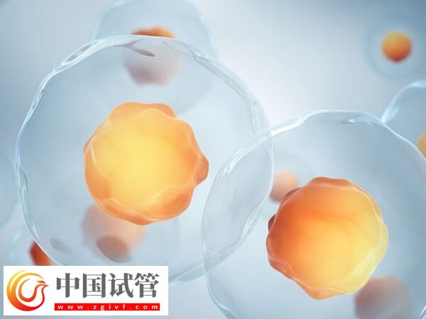 取卵前卵子质量差别只知道吃动物血,海带、紫菜效果都不错(图2) 取卵前卵子质量差别只知道吃动物血,海带、紫菜效果都不错(图2)