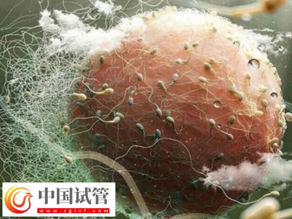 广州市妇女儿童医疗中心暂无卵子库,申请供卵价格一览(图1) 广州市妇女儿童医疗中心暂无卵子库,申请供卵价格一览(图1)