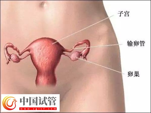 东莞试管医院排名及特色服务全解析(图1) 东莞试管医院排名及特色服务全解析(图1)