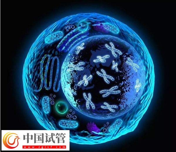 囊胚等级与宝宝健康之间有关系吗?(图4) 囊胚等级与宝宝健康之间有关系吗?(图4)