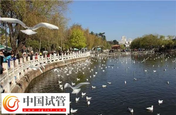 带你了解昆明私立妇产医院,试管技术和口碑好不好看这里(图1) 带你了解昆明私立妇产医院,试管技术和口碑好不好看这里(图1)