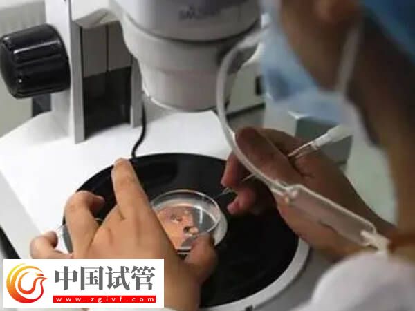 嵌合体30%其实也可以做试管婴儿移植,比例才是成功关键(图2) 嵌合体30%其实也可以做试管婴儿移植,比例才是成功关键(图2)