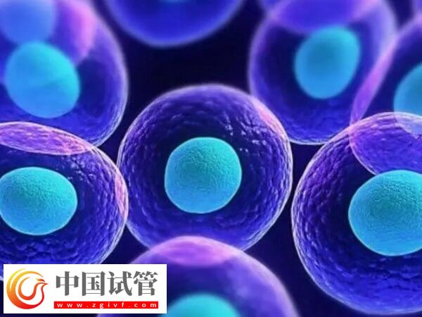 透明带异常对试管婴儿的影响有哪些(图1) 透明带异常对试管婴儿的影响有哪些(图1)