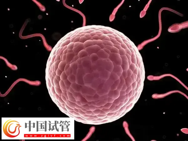 试管婴儿胚胎碎片多的原因是什么(图1) 试管婴儿胚胎碎片多的原因是什么(图1)