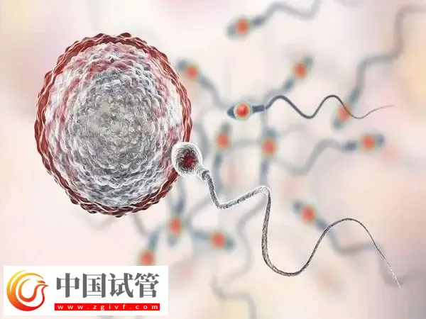 囊胚移植后第八天恶心想吐的原因是什么(图1) 囊胚移植后第八天恶心想吐的原因是什么(图1)