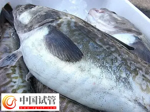 孕期糖尿病可以吃什么鱼(图1) 孕期糖尿病可以吃什么鱼(图1)