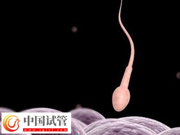 贵阳供卵试管大概多少钱(图1) 贵阳供卵试管大概多少钱(图1)