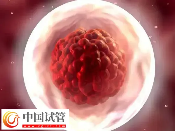 试管婴儿移植会把胚胎放在什么位置(图1) 试管婴儿移植会把胚胎放在什么位置(图1)