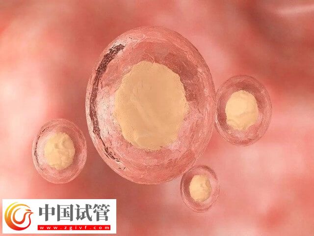 沧州人民医院试管二次移植有冻胚费用高不高(图1) 沧州人民医院试管二次移植有冻胚费用高不高(图1)