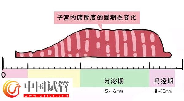 子宫内膜厚度多少做试管婴儿才能成功着床？(图1)