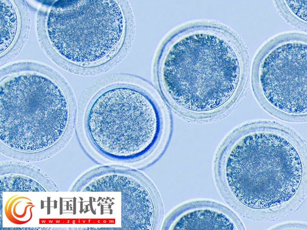 河南省人民医院供卵等多久(图1) 河南省人民医院供卵等多久(图1)