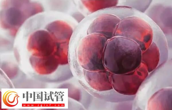 鲜胚811的鲜胚成功率高不高(图1) 鲜胚811的鲜胚成功率高不高(图1)