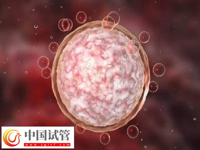 鲜胚成功率为什么低(图1) 鲜胚成功率为什么低(图1)