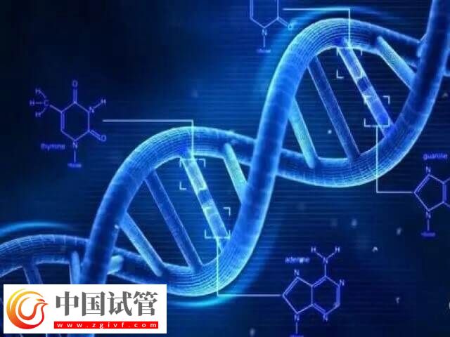 三代试管适合什么人(图2) 三代试管适合什么人(图2)