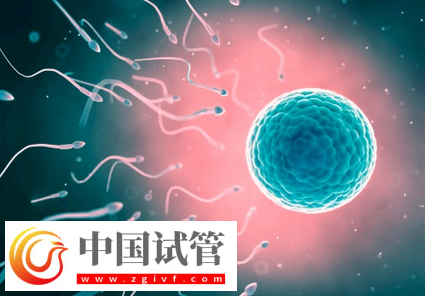 试管婴儿取卵后怎么有效保养卵巢(图1) 试管婴儿取卵后怎么有效保养卵巢(图1)