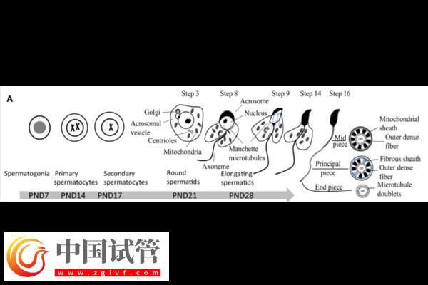 DNAAF2基因突变是什么情况(图2) DNAAF2基因突变是什么情况(图2)