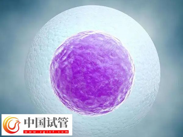 试管婴儿fet移植成功率是多少(图2) 试管婴儿fet移植成功率是多少(图2)