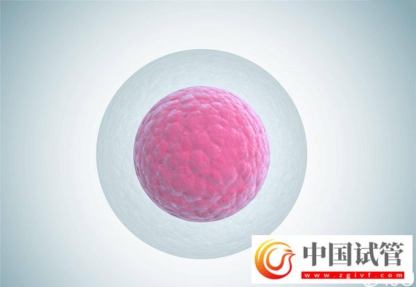 卵母细胞老化怀孕率低,太晚生宝宝试管也拯救不了(图1) 卵母细胞老化怀孕率低,太晚生宝宝试管也拯救不了(图1)
