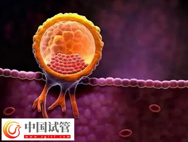 胚胎着床受什么影响(图2) 胚胎着床受什么影响(图1)