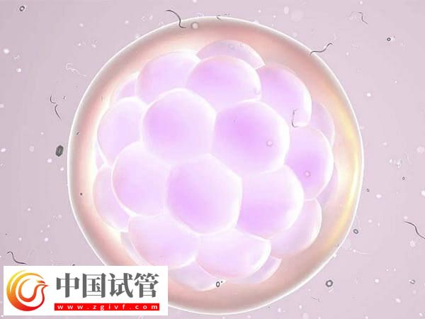 三代试管PGD技术检测是否必须养囊(图1) 三代试管PGD技术检测是否必须养囊(图1)