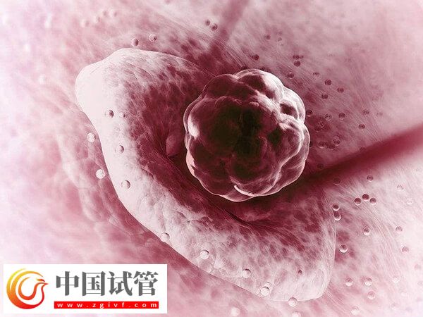 二级胚胎移植的成功率多少(图1) 二级胚胎移植的成功率多少(图1)