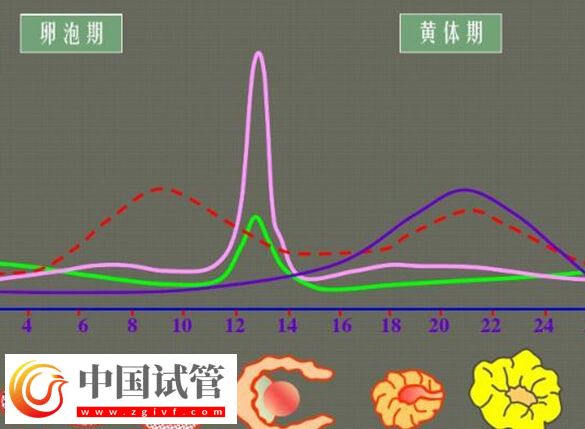 黄体期促排效果怎么样(图2) 黄体期促排效果怎么样(图2)