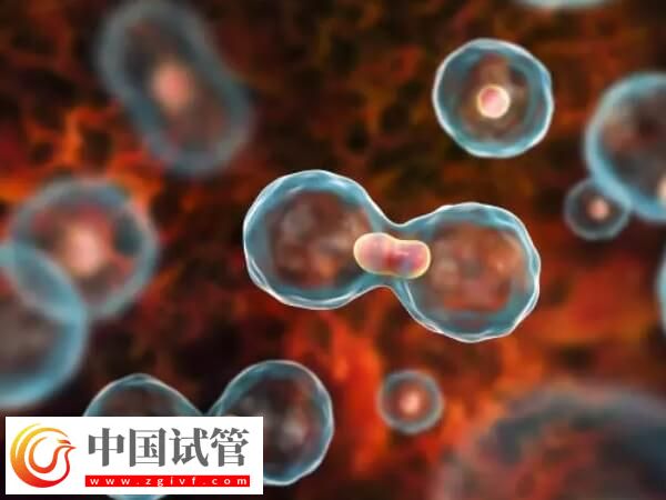黄体期促排效果怎么样(图3) 黄体期促排效果怎么样(图3)