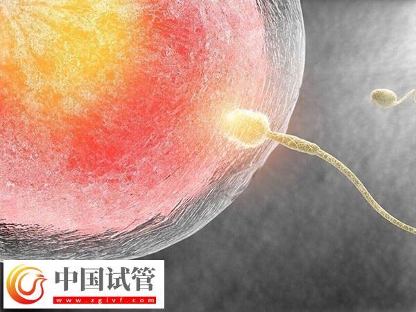 供精人工受孕需要什么手续(图2) 供精人工受孕需要什么手续(图2)