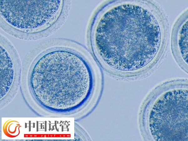 促排卵后卵泡不长怎么办(图1)