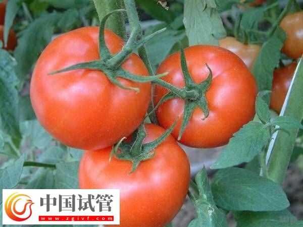 取卵后可以吃什么食物(图2) 取卵后可以吃什么食物(图2)