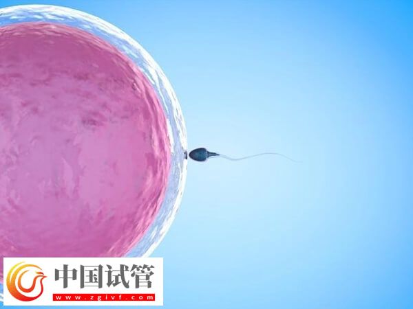 导致胚胎移植失败的因素是什么(图1) 导致胚胎移植失败的因素是什么(图1)