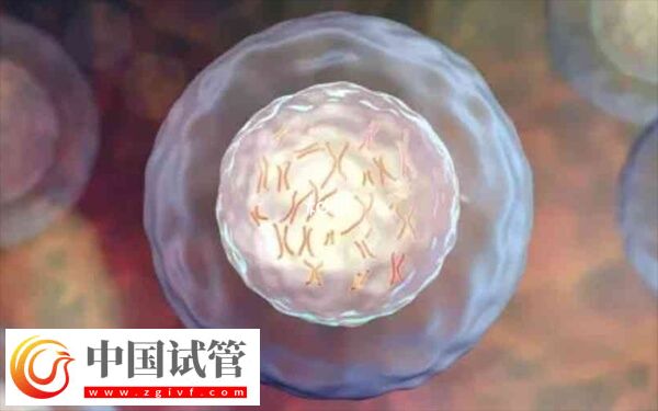 做二代试管为什么老配成c级胚胎(图2) 做二代试管为什么老配成c级胚胎(图2)