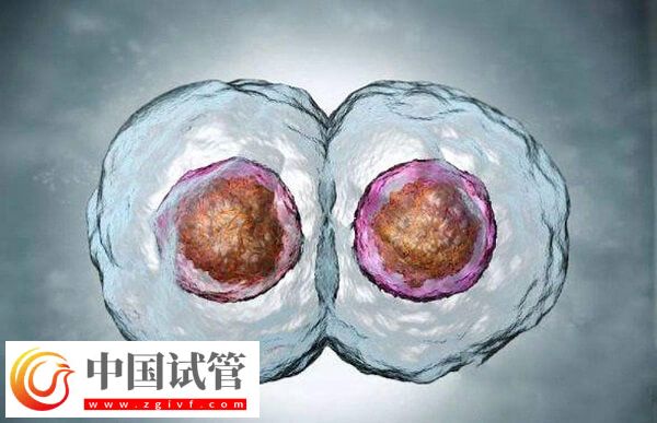 鲜胚和冻胚移植哪个好(图2) 鲜胚和冻胚移植哪个好(图2)