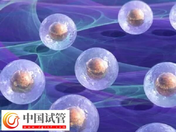 移植囊胚是不是容易生下双胞胎(图1) 移植囊胚是不是容易生下双胞胎(图1)