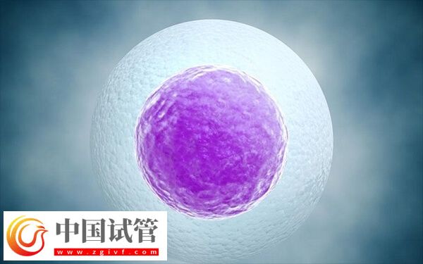 第三代试管婴儿移植6bc囊胚成功率多大(图1) 第三代试管婴儿移植6bc囊胚成功率多大(图1)