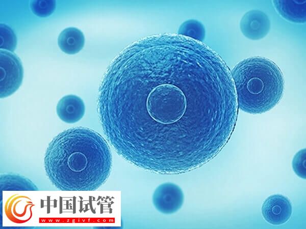 三代囊胚送检40天还没出结果咋回事(图2) 三代囊胚送检40天还没出结果咋回事(图1)