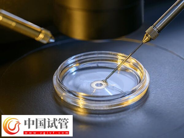 胚胎8细胞三级是不是比5细胞好(图1) 胚胎8细胞三级是不是比5细胞好(图1)