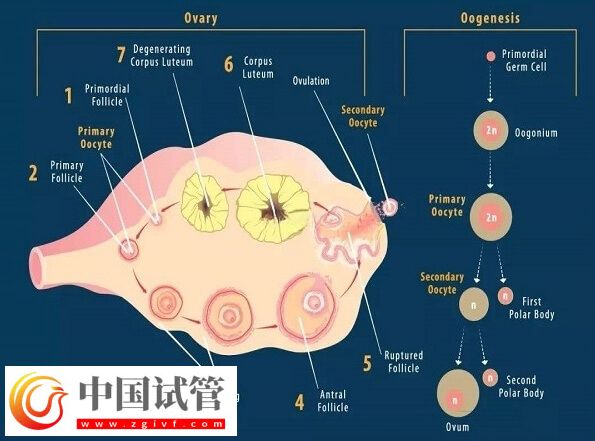 amh低于0.06还有没有卵(图1) amh低于0.06还有没有卵(图1)