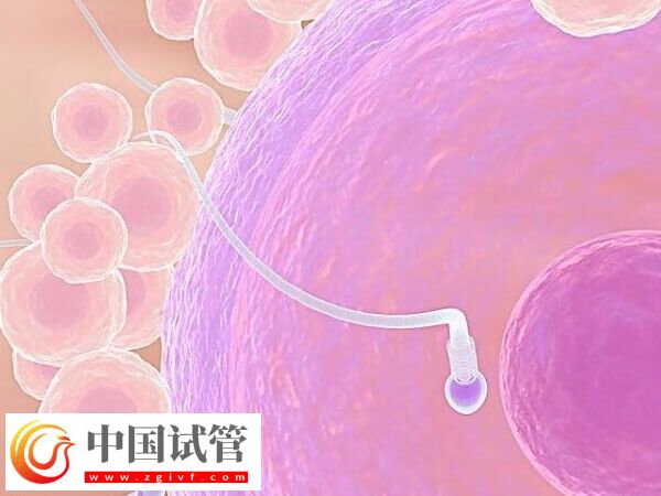 做试管促排卵要注意什么(图3) 做试管促排卵要注意什么(图3)