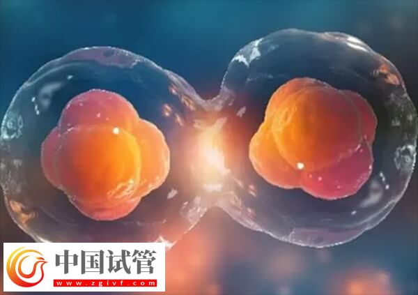 降调人工周期移植优点有哪些(图1) 降调人工周期移植优点有哪些(图1)