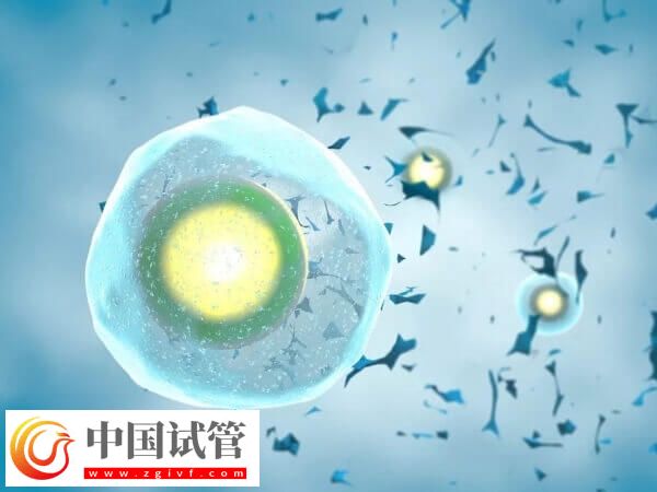 国内为什么禁止单身女性冻卵(图1) 国内为什么禁止单身女性冻卵(图1)