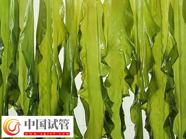 胚胎移植后吃海带对着床有没有影响(图1) 胚胎移植后吃海带对着床有没有影响(图1)